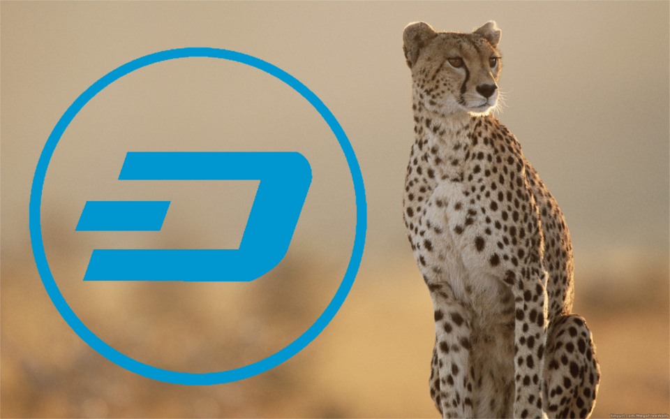 Dash_cheetah_lowres.png